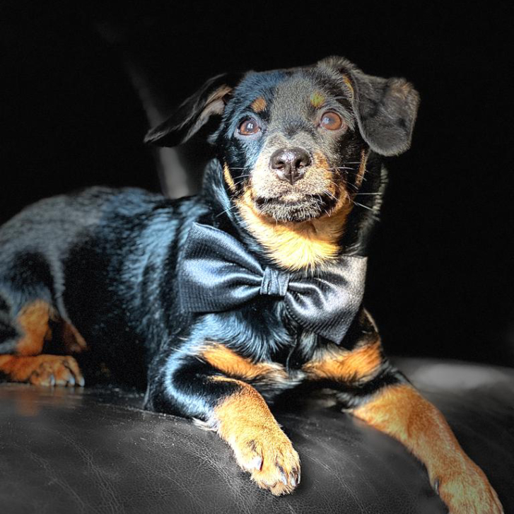 trigger, chienne mascotte keylex avocats